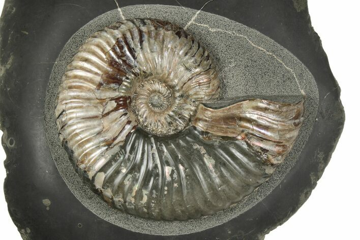 Iridescent Ammonite (Deshayesites) Fossil #243286